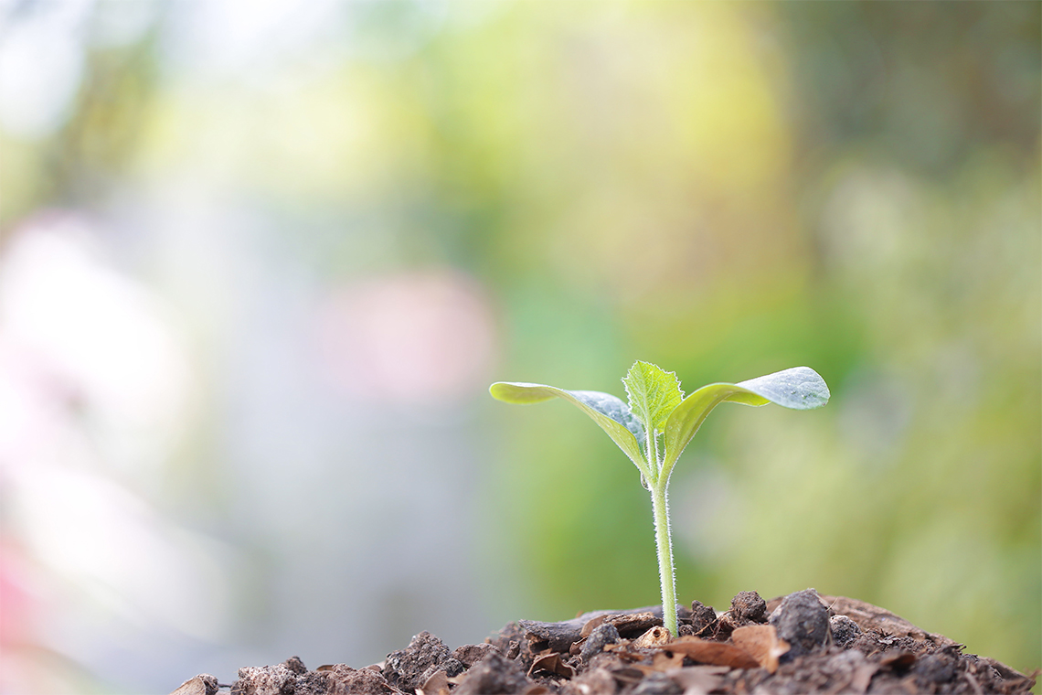 A sprouting plant.