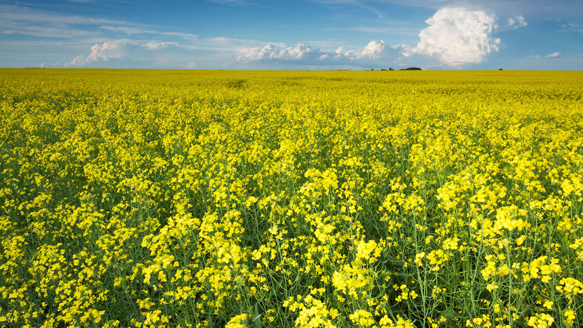 Canola growing in the sunshine in a vast field