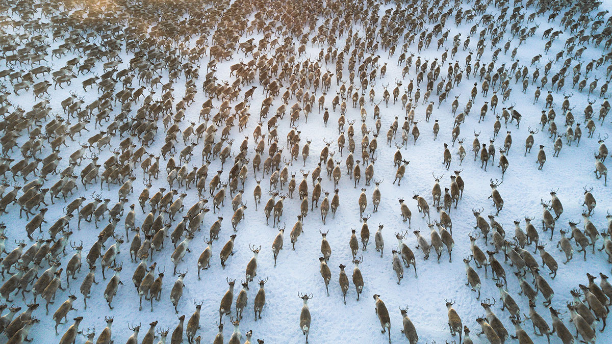 aerial view of over 3,000 reindeer running in a tundra. big herd of reindeer scattered running all in a same direction taking a slight turn to the right.