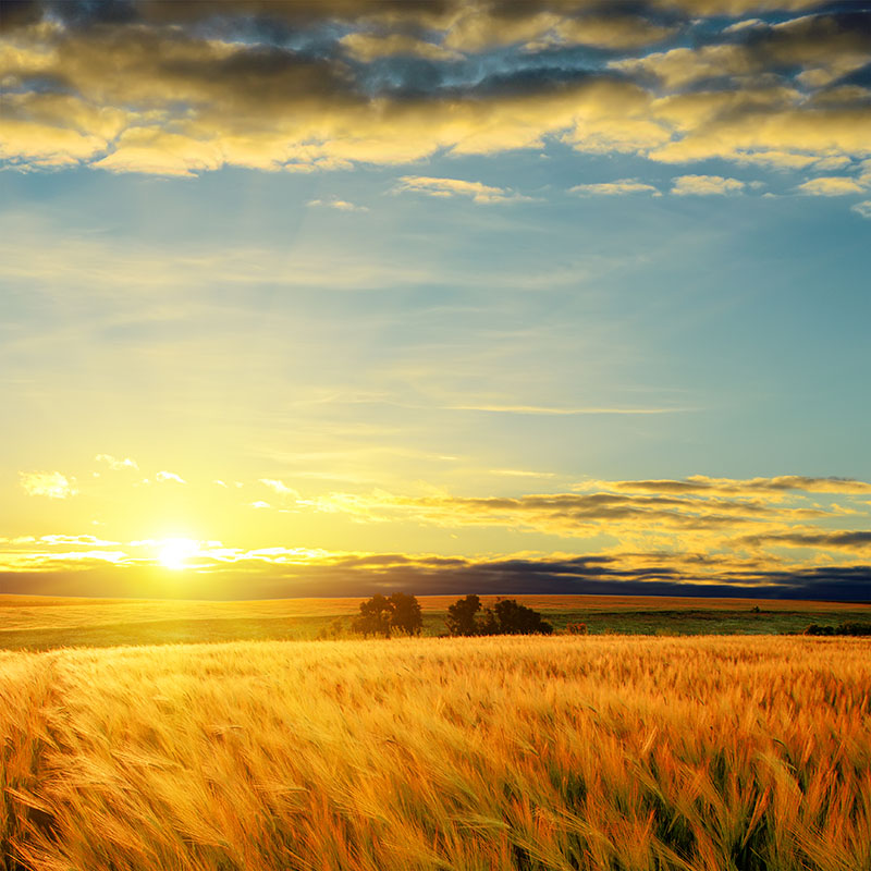 Clouds on sunset over field with barley