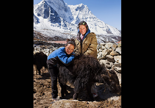 Young Nepali girls playing with yaks, Mount Everest National Park  