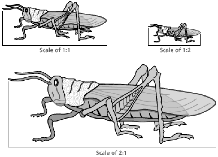 A grasshopper at 3 different scales, 1:2 (half-size), 1:1 (actual size), 2:1 (double-size)