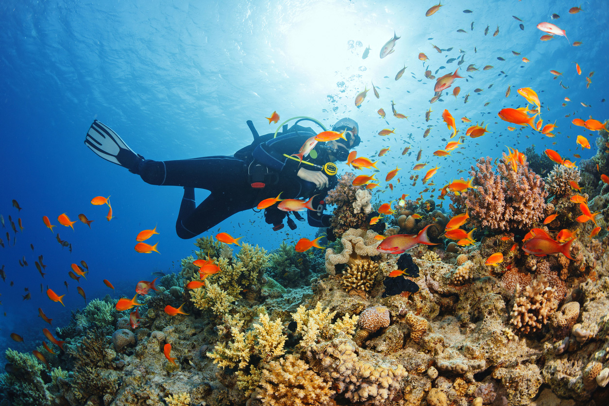 a scuba diver swims near a coral reef, in front of a school of fish
