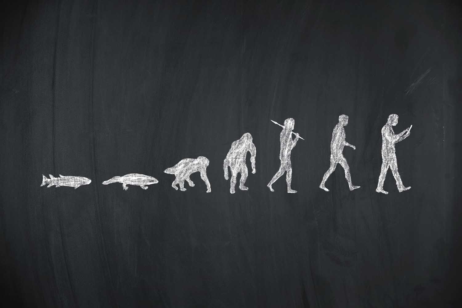diagram showing the evolution of humans from an aquatic ancestor