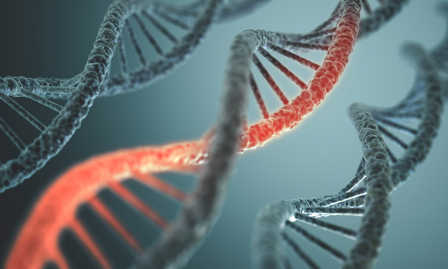 strands of DNA molecules