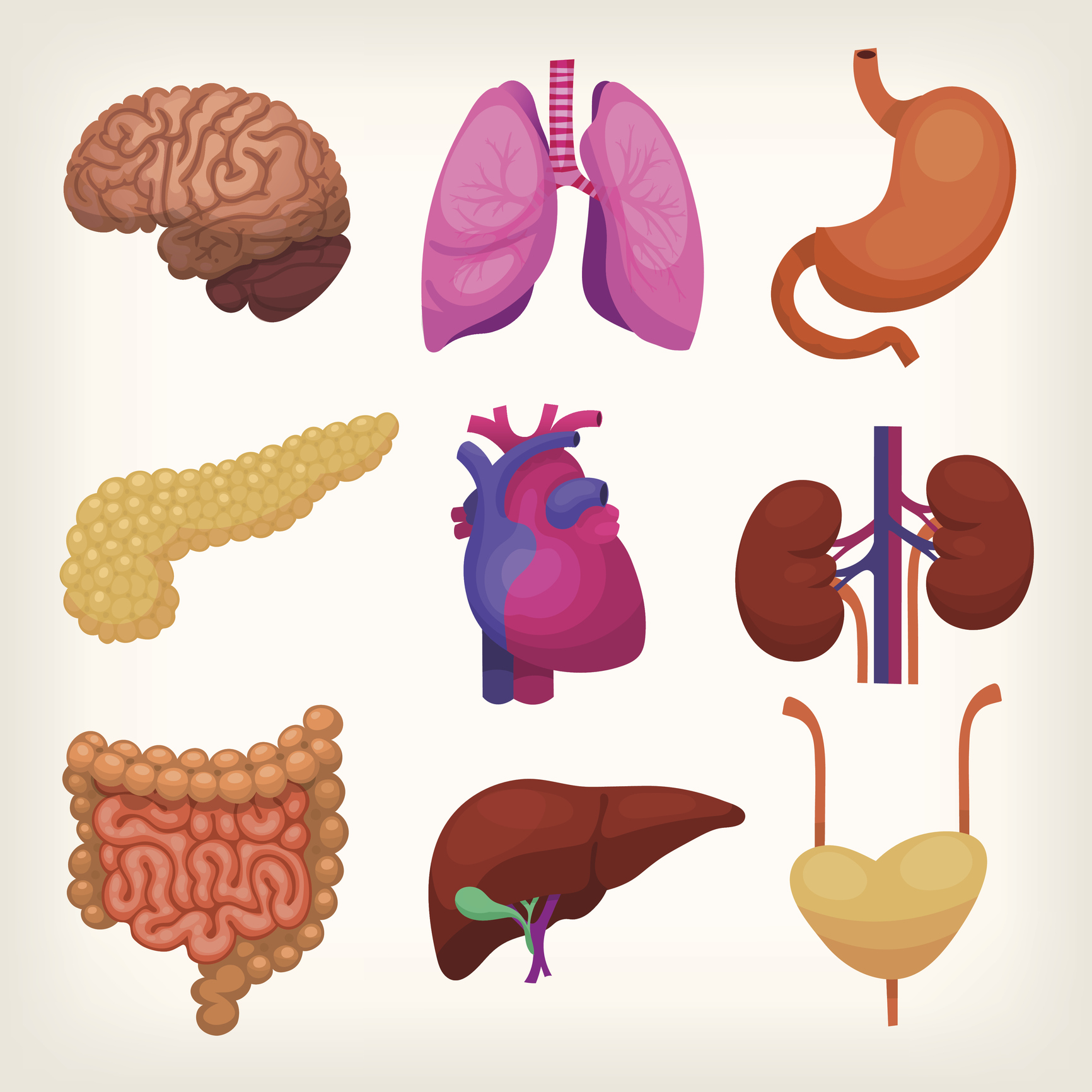 Diagrams of various organs