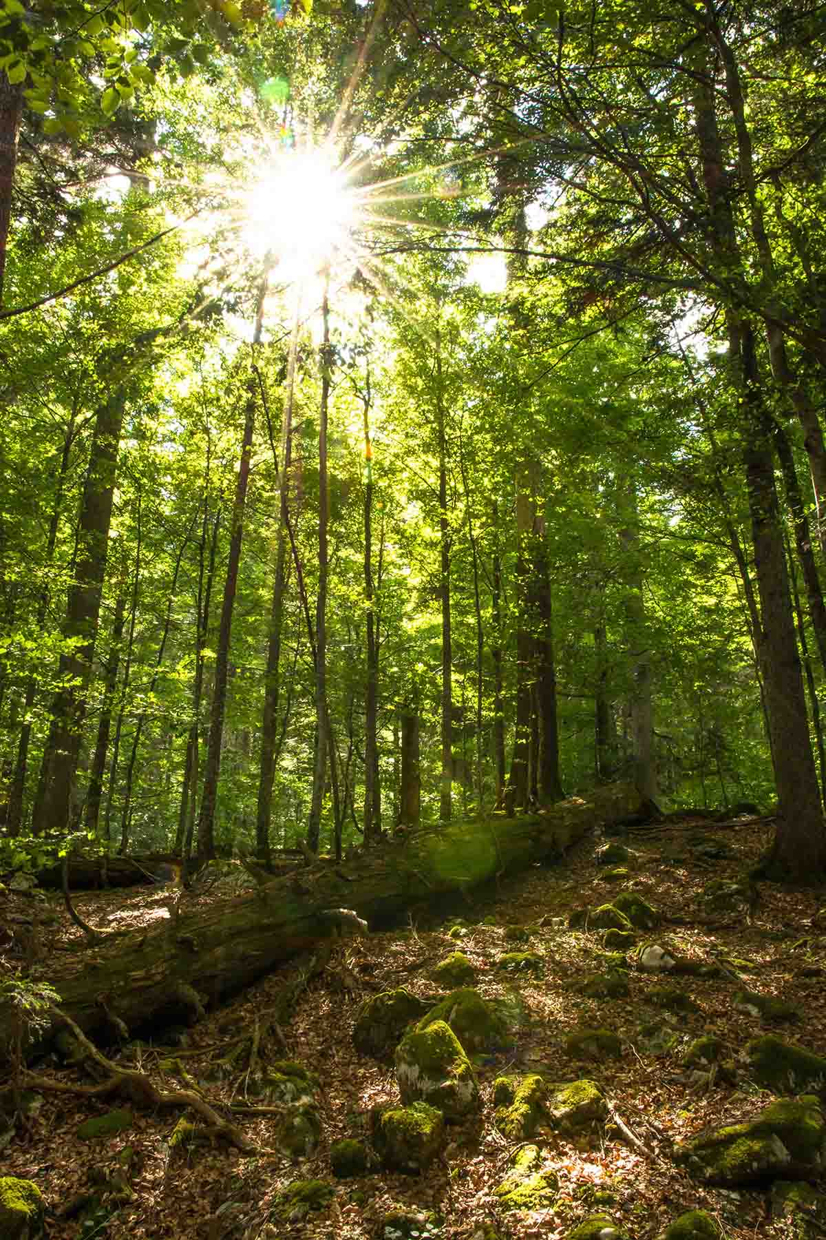 sun shining through the tops of trees in a dense forest