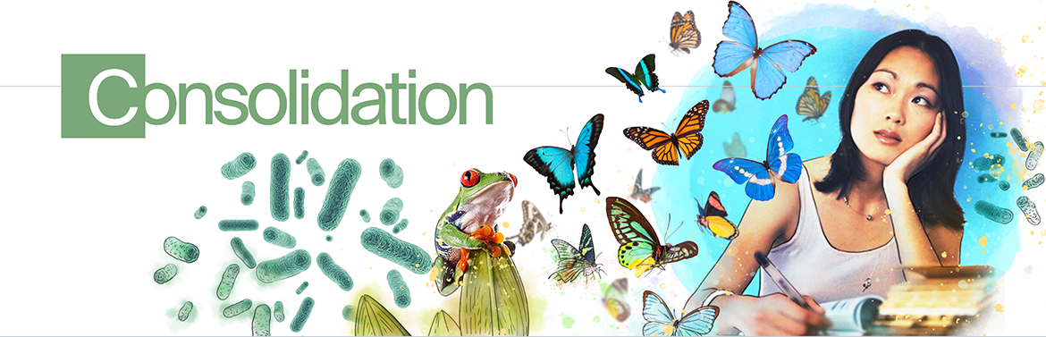 Consolidation