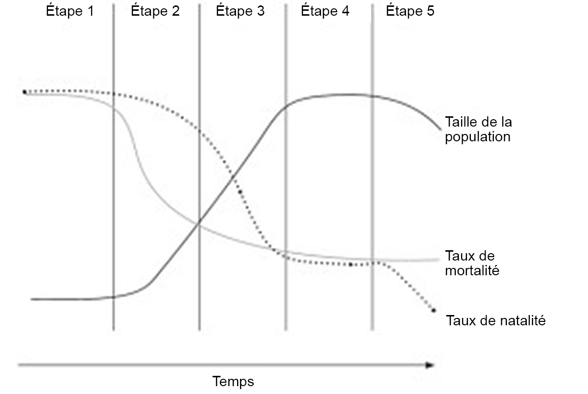 Phases :(1) stable, (2) croissance rapide, (3) croissance plus lente, (4) stabilité, et (5) déclin