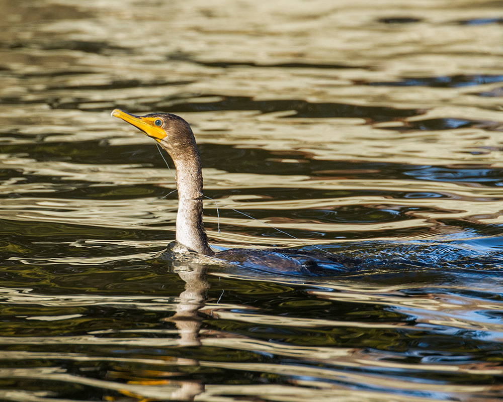 Cormoran en plongée empêtré dans une ligne à pêche.