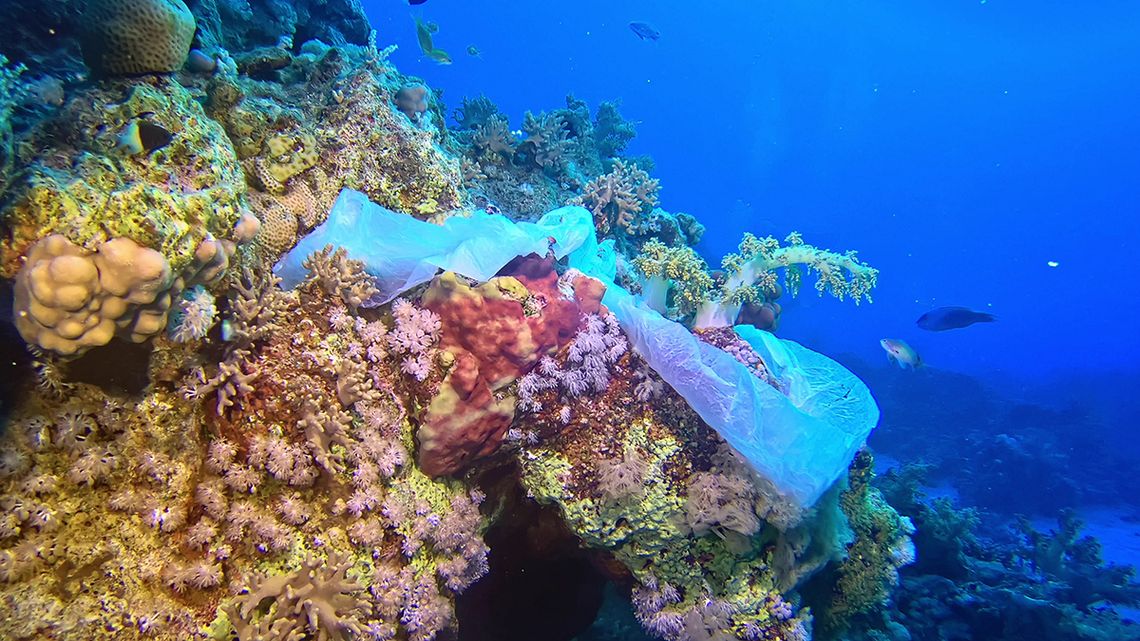 Plastic bag caught in a deep ocean coral reef.