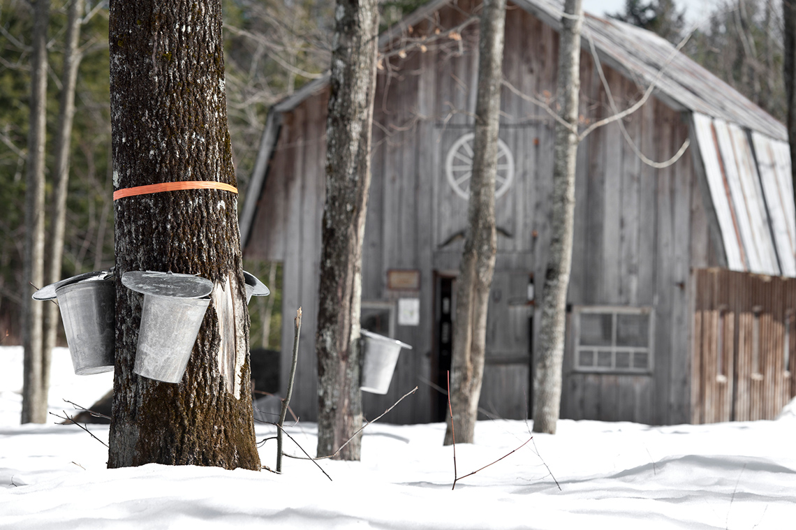Maple syrup buckets hanging on trees in the forest