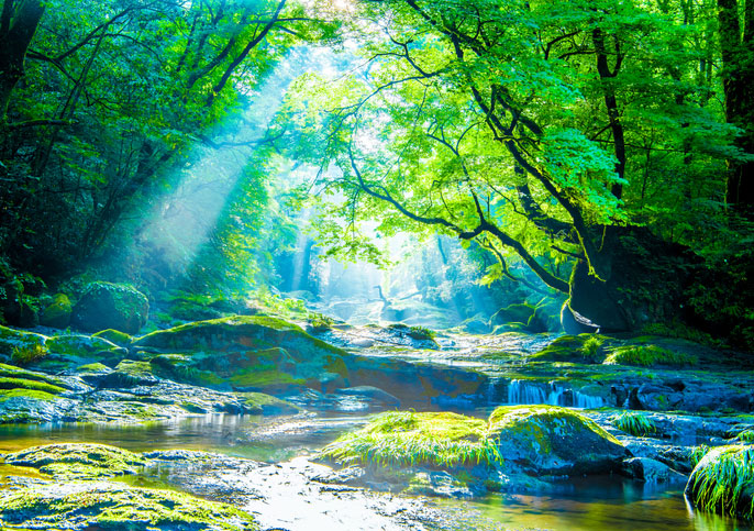 Waterfall and ray in forest