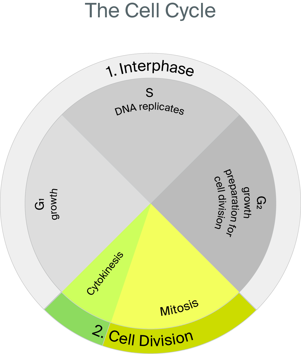 The cell cycle