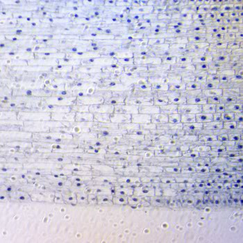 Cellule d’oignon grossie 40 fois