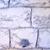 Cellule d’oignon grossie 1000 fois