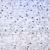 Cellule d’oignon grossie 40 fois