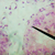 Cellule de peau grossie 40 fois