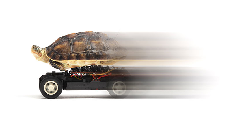 Turtle on a toy car