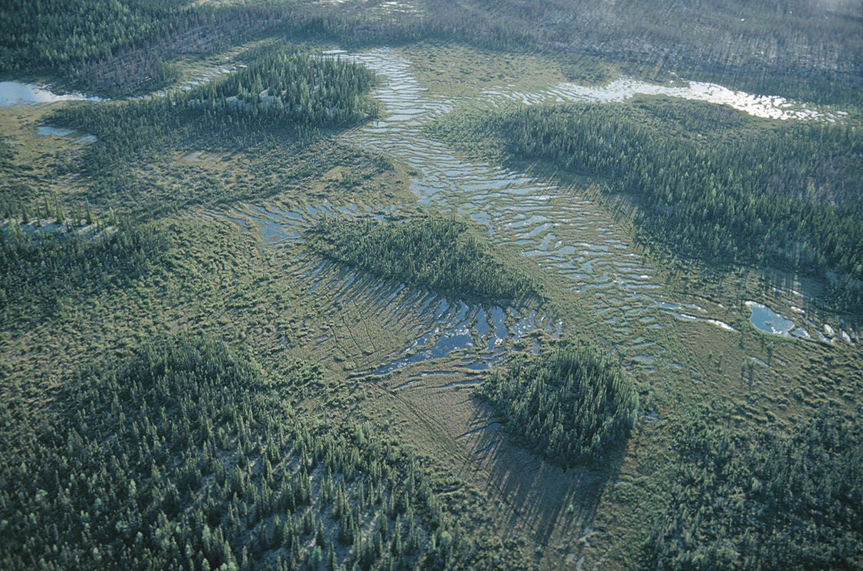 High angle view of wetland