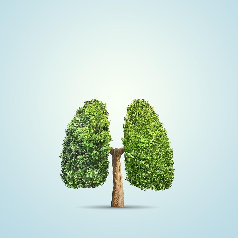 A tree in the shape of human lungs.